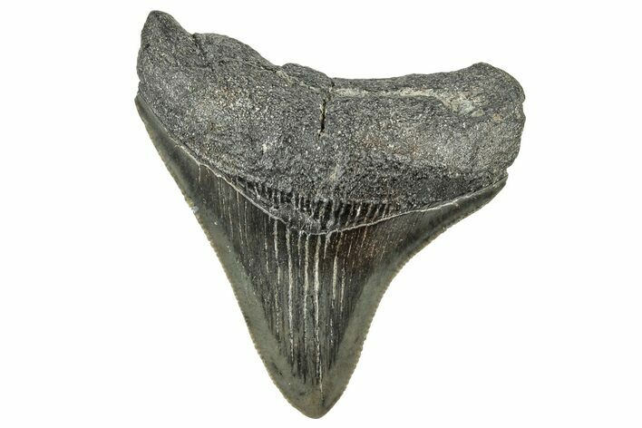 Serrated, Juvenile Megalodon Tooth - South Carolina #326390